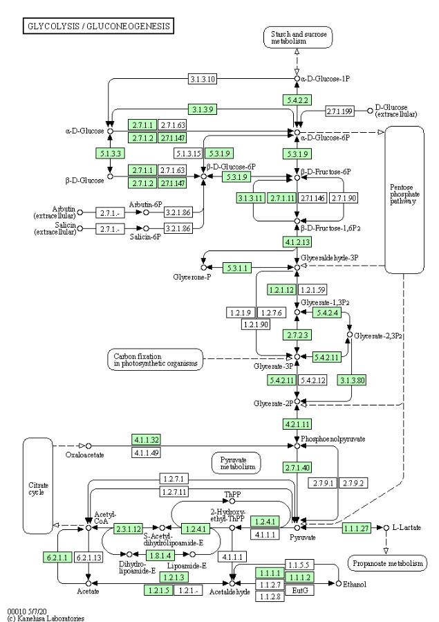 KEGG Annotation Analysis Service