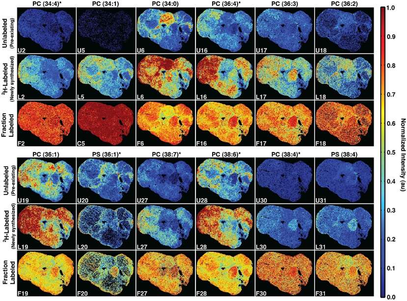 Intensity images for twelve selected phospholipids where each column represents a lipid and the three rows in each panel are top: unlabeled (pre-existing); middle: 2H-labeled (newly synthesized); and bottom: fraction labeled (2H-labeled/Total) (relative amounts of new versus pre-existing lipid levels).