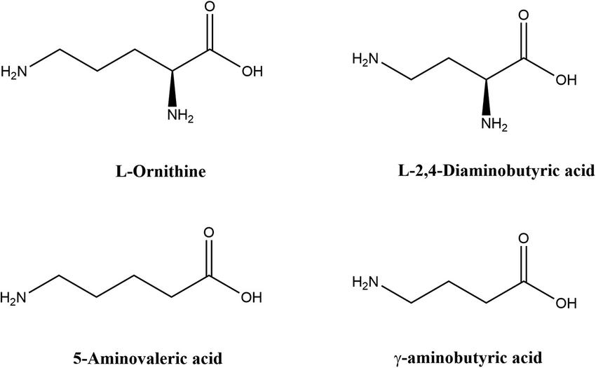 L-Ornithine: Properties, Functions, Metabolism and Detection