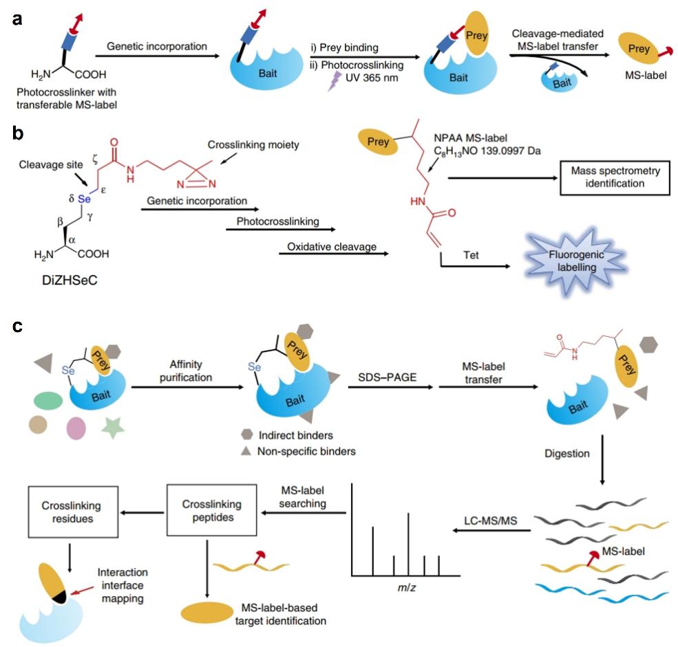 Label Transfer Protein Interaction Analysis