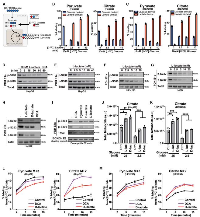 Lactate stimulation of mitochondrial respiration increases use of pyruvate as a TCA substrate