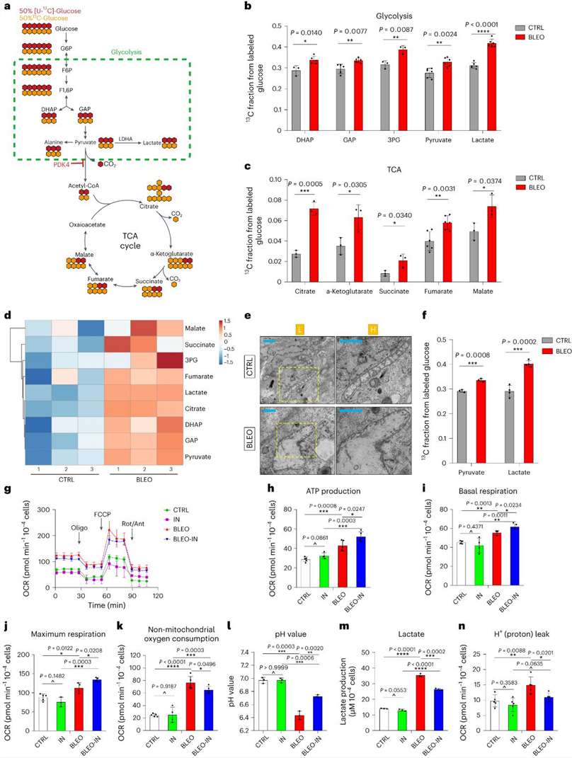 Senescent cells display a distinct glucose metabolism profile.