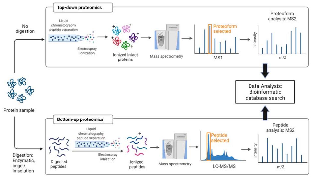 Schematics of top-down and bottom-up proteomics analysis