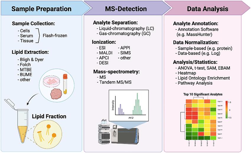 General Workflow of Lipidomics for Breast Cancer Research