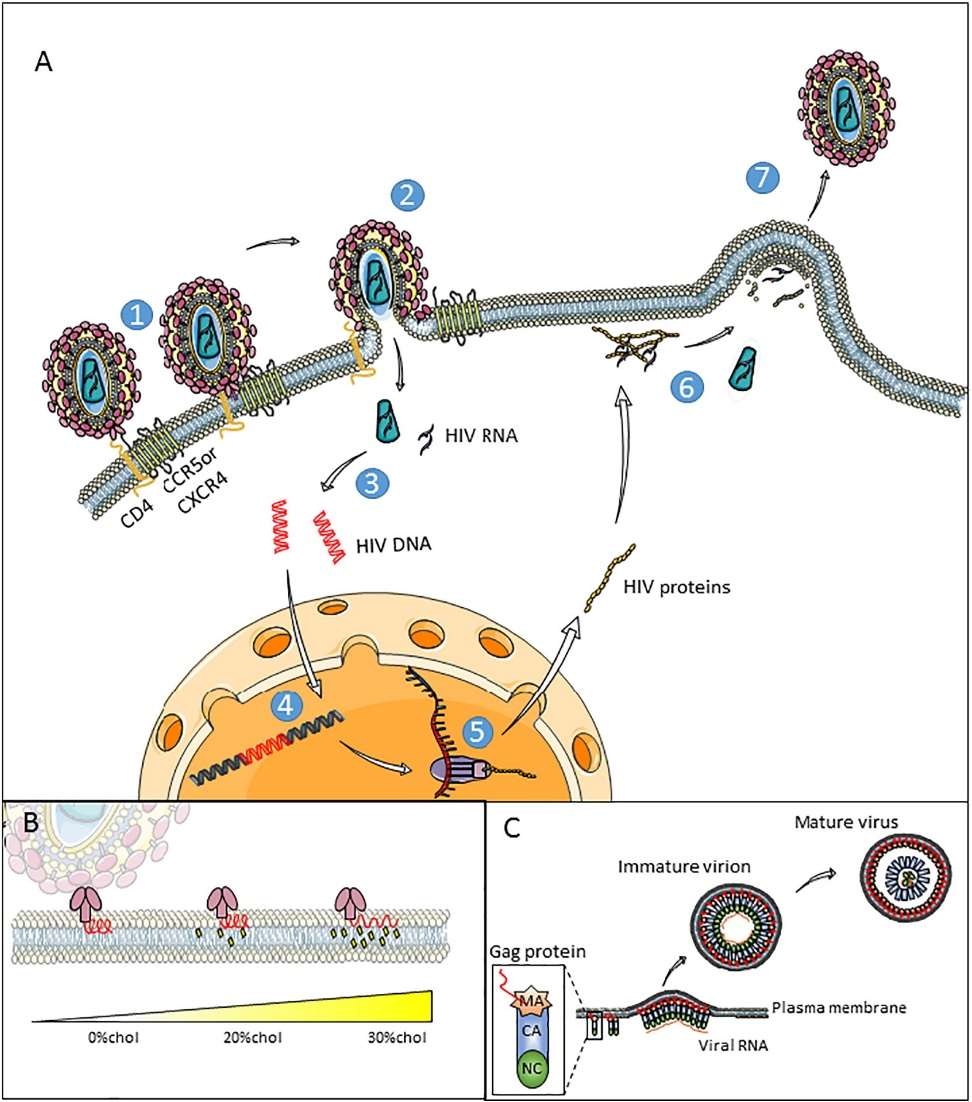 Schematic view of HIV infection cycle; Lipids appear to play an important role in steps 2 and 7 and might be new targets for future therapies