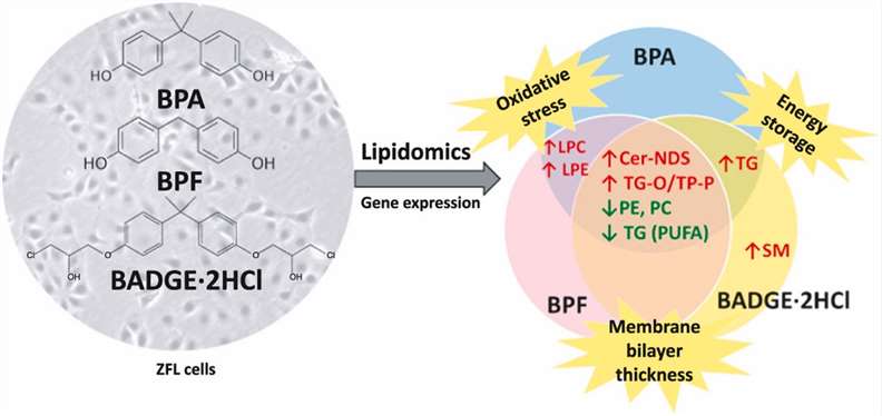 Untargeted lipidomics reveals the toxicity