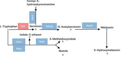 Figure 5: GCGR knockout affects tryptophan metabolism.