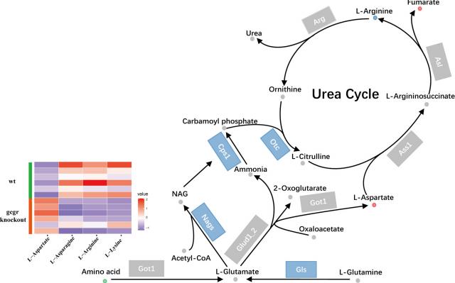 Figure 6: GCGR knockout affects urea production.