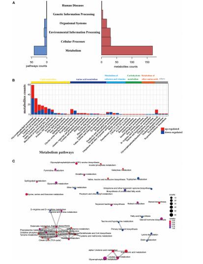 Figure 1: A - Histogram showing the number of pathway types and metabolites; B - Histogram depicting the number of pathways and substances; C - Network analysis.