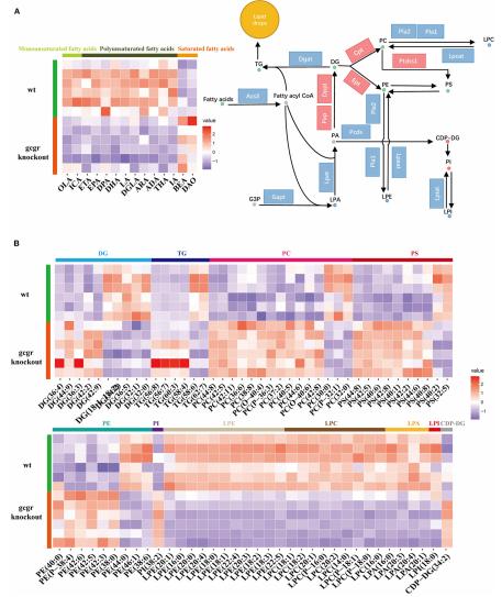 Figure 2: GCGR knockout induced dysregulation of glycerophospholipid metabolism.