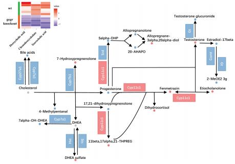 Figure 3: GCGR knockout affects arachidonic acid metabolism.