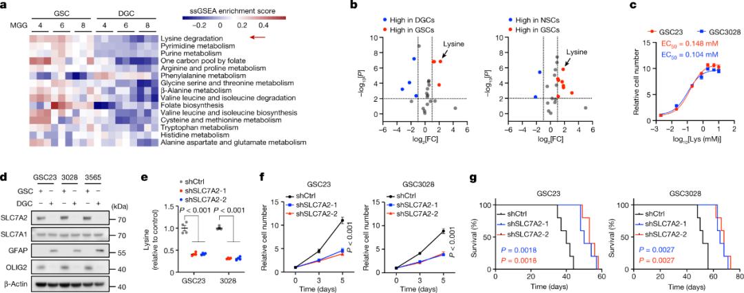 GSC up-regulates lysine catabolism by SLC7A2