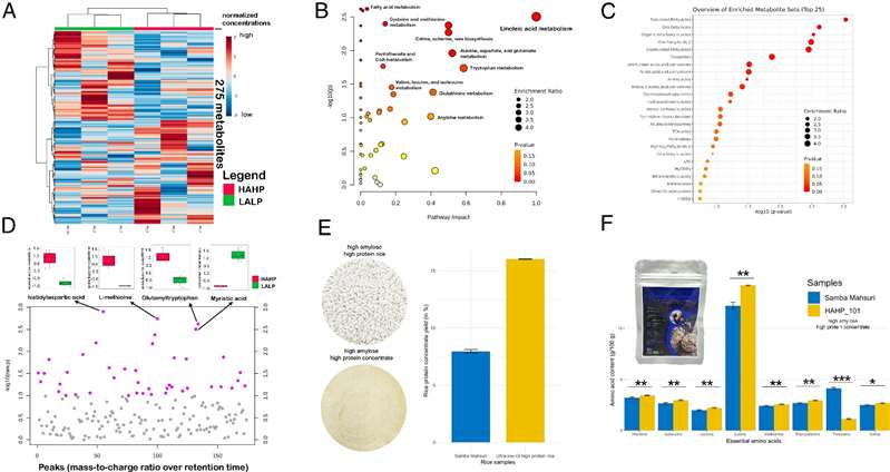 Comparison chart illustrating metabolic pathway enrichment between high amylose high protein (HAHP) and low amylose low protein (LALP) rice groups, highlighting amino acid and lipid metabolism differences.
