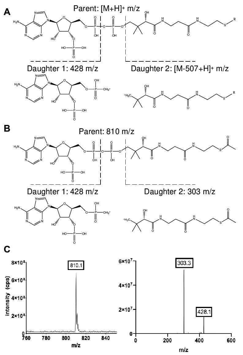 The common MS/MS fragmentation pattern for all CoA species