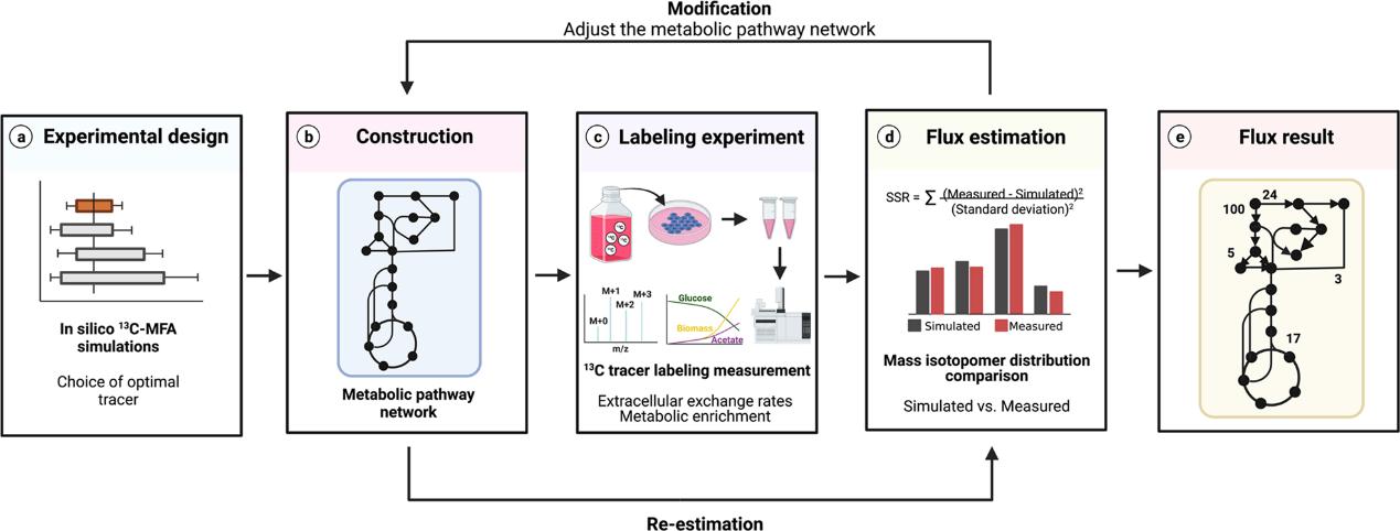 Overview of procedures for metabolic flux analysis (MFA)