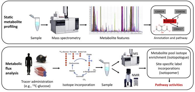 Advances in mass spectrometry (MS) and nuclear magnetic resonance (NMR) have propelled metabolomics closer to goals of comprehensive detection and quantitation of metabolites