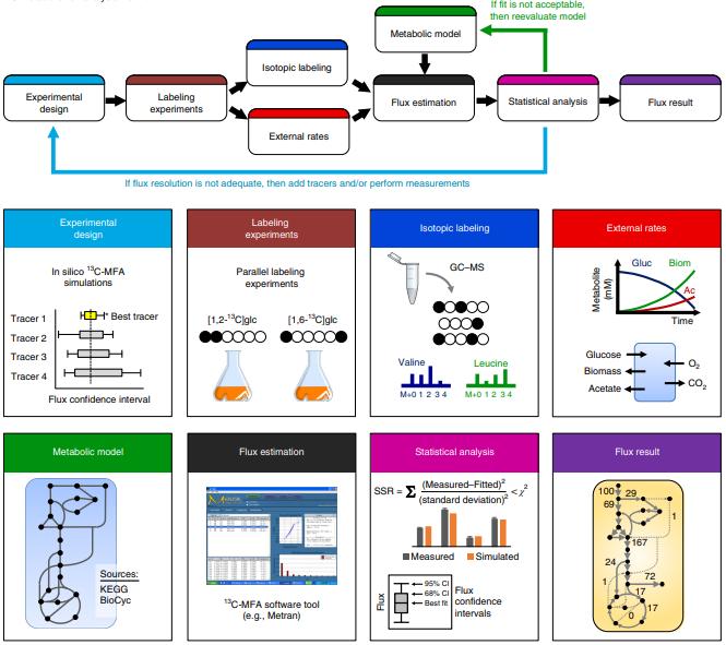 Overview of procedure for high-resolution 13C metabolic flux analysis