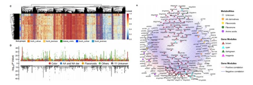 Combined analysis of mGWAS and TWAS identifies metabolites and genes related to seed coat color