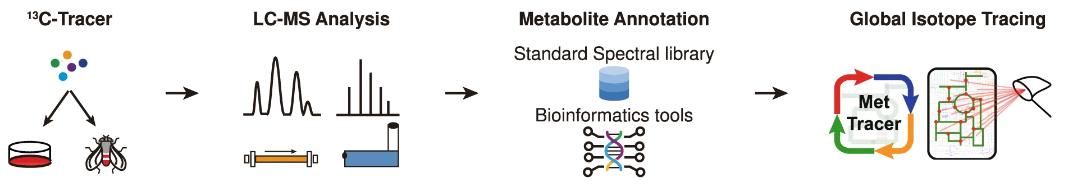 Global stable-isotope tracing metabolomics