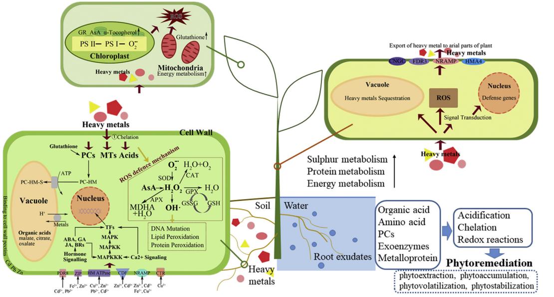 Effect of heavy metal stress on plant roots, stems, leaves and root secretion