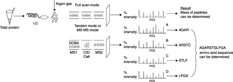 Protein sequencing using tandem MS