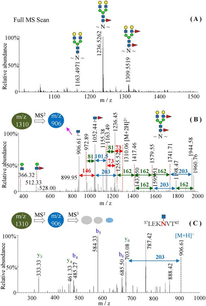 Multiple-stage MS/MS analysis of a hemagglutinin glycopeptide of the doubly charged ion of m/z 1309.5519 by LTQ-FT mass spectrometry