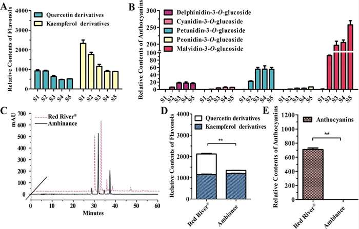 Quantitative analysis of anthocyanins and flavonols