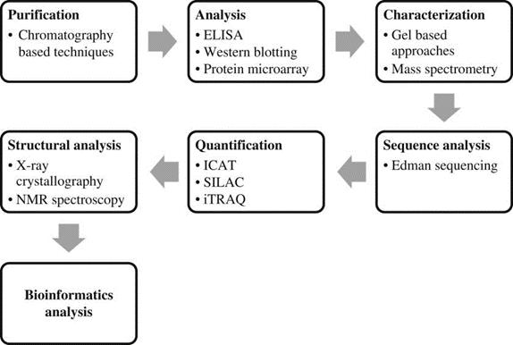 Figure 1. Diagram illustrating the process of protein analysis in scientific research.