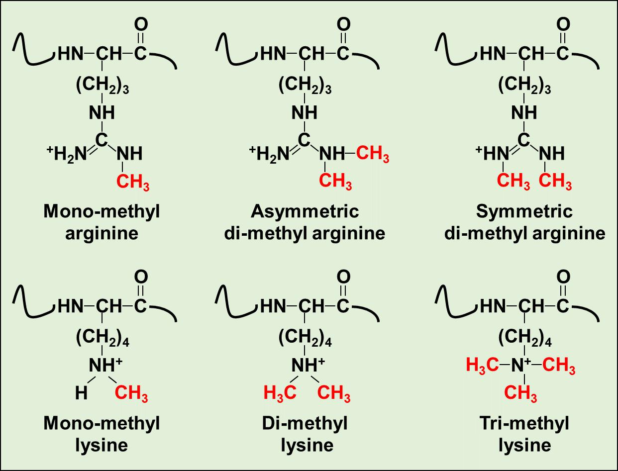 Figure 1. Chemical structures of six distinct methylated modification