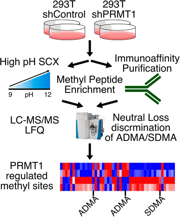 Figure 1. Workflow of quantitative proteomics of protein methylation modification.