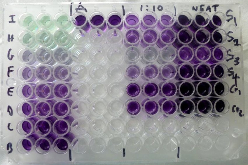 The photograph of the micro plate containing the BCA protein content quantification analysis of the standards, the crude and dialysed/partially purified Achatina achatina lectin samples