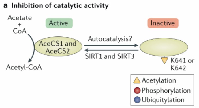 Acetylation Modulating Enzyme Activity