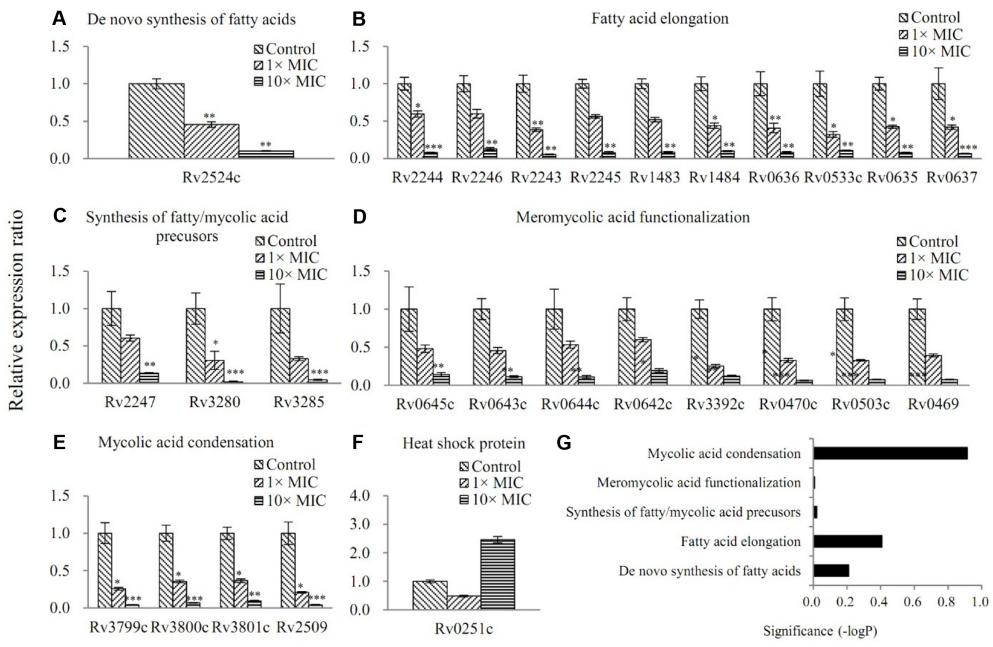 A-E: Changes in mRNA levels of M. tuberculosis genes involved in mycolic acid synthesis; F: Changes in mRNA levels of heat shock protein during exposure to 1× and 10× MICTDT DFC-2 for 6 h at 37℃.