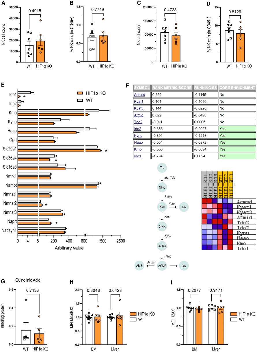 Graph comparing NAD+ and NADH levels in splenic NK cells with and without HIF1α, illustrating its impact on tryptophan/NAD metabolism.