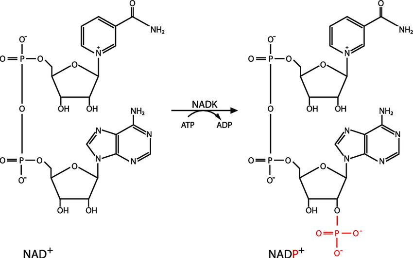 Structures of NAD + and NADP + and the reaction catalysed by NAD kinase (NADK)