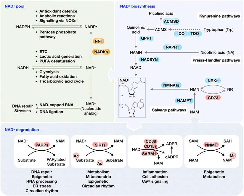 Overview of the NAD+ metabolism and its physiological function