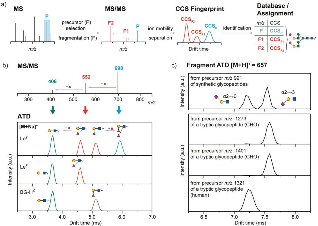 IM-MS analysis of carbohydrate fragments