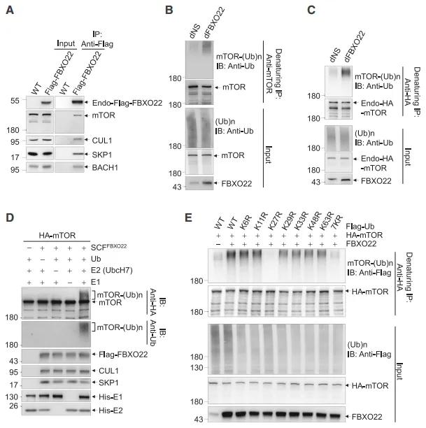 FBXO22 mediates the K27-linked ubiquitination of mTOR.