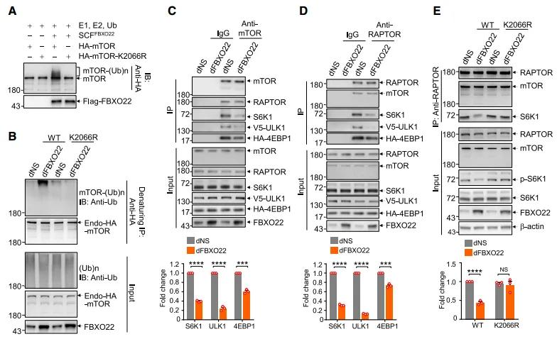 The ubiquitination of mTOR at the K2066 site mediated by FBXO22 inhibits the recruitment of mTORC1 substrates.