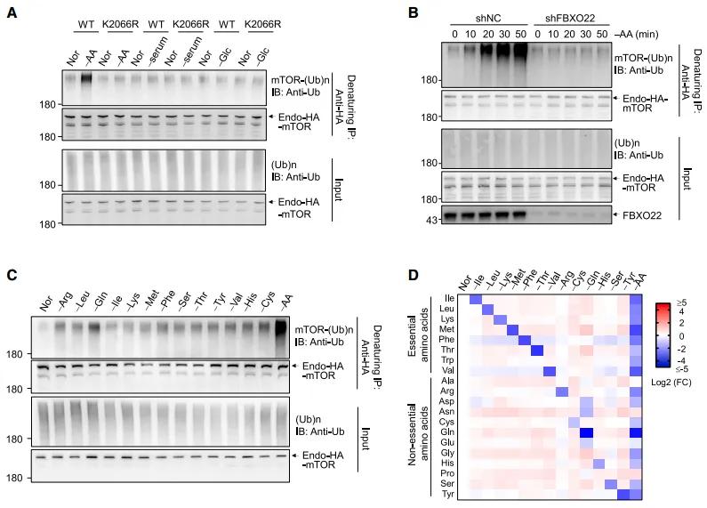 The ubiquitination of mTOR mediated by FBXO22 is induced by amino acid deprivation.