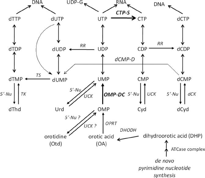 Pyrimidine nucleoside and/or nucleotide metabolism in mammalian cells