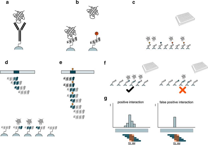 Optimizing Antibody Immobilization for Enhanced Immunoprecipitation Efficiency