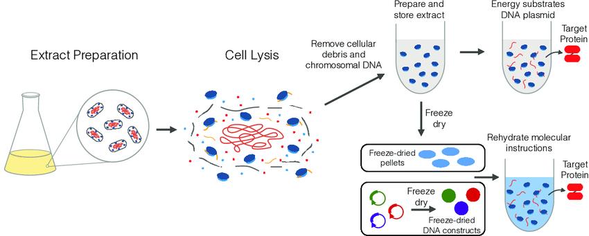 Schematic of cell-free protein synthesis.