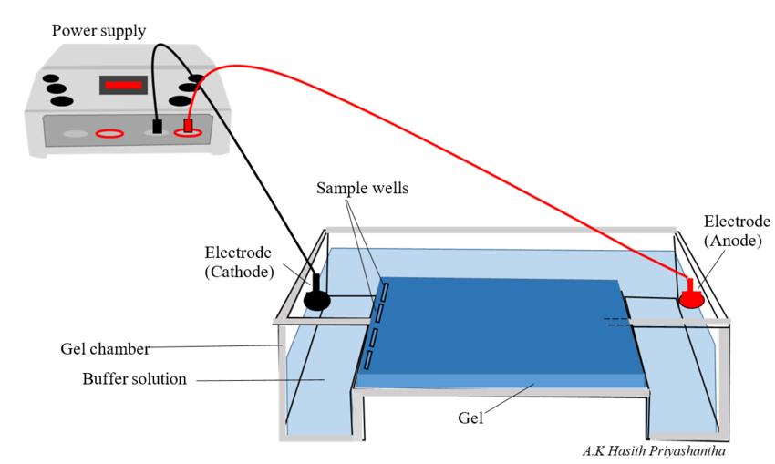 Horizontal agarose gel electrophoresis set up