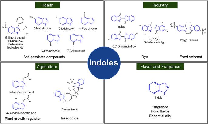 Different areas of applications of indole and derivatives