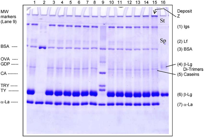 Sodium dodecyl sulphate polyacrylamide gel electrophoresis (SDS-PAGE) patterns of proteins from WPI dispersion at 6% (w/w) protein