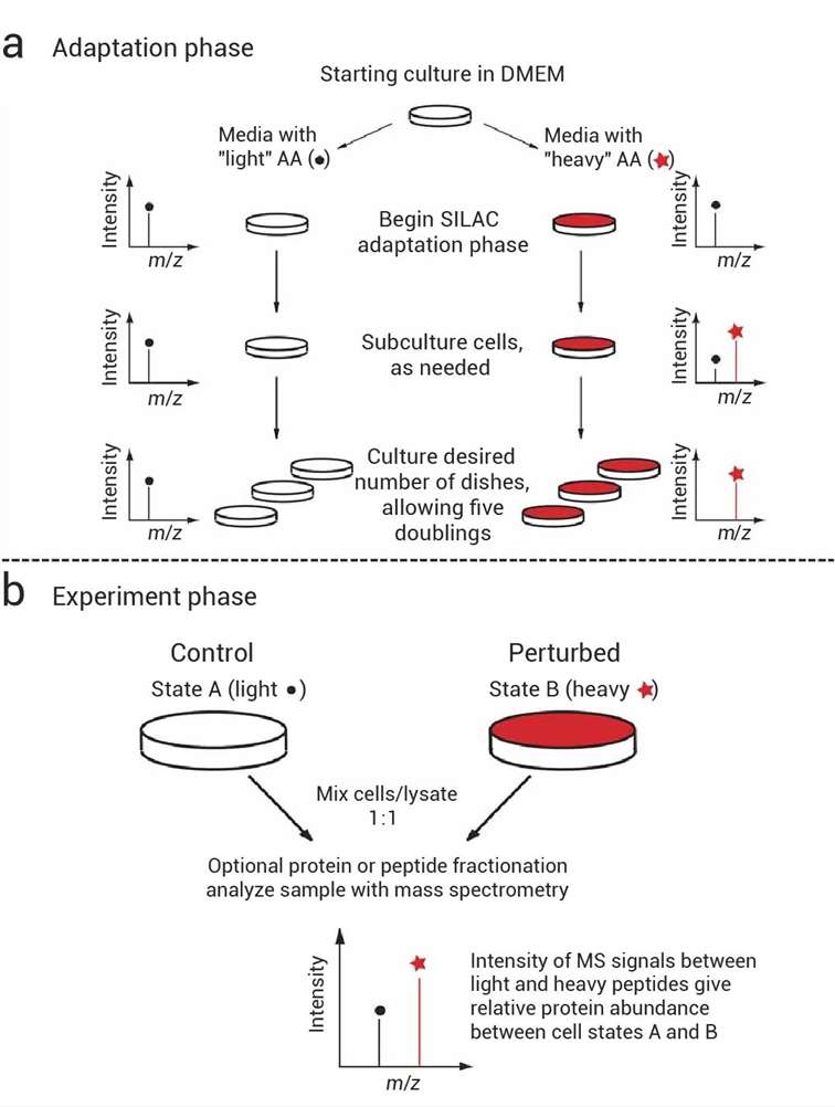 Overview of the SILAC experiment