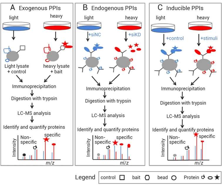 Quantitative interaction proteomics with SILAC