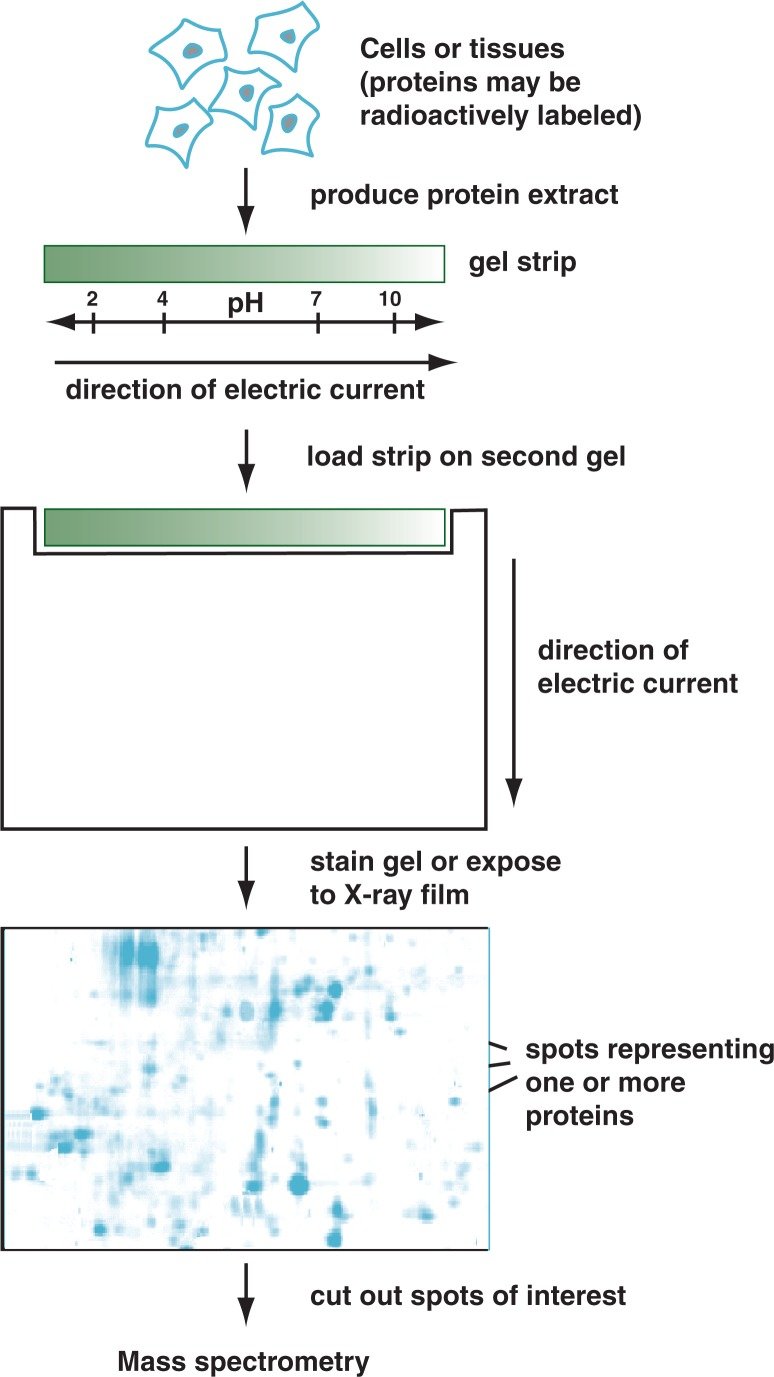 The principle of two-dimensional gel electrophoresis.