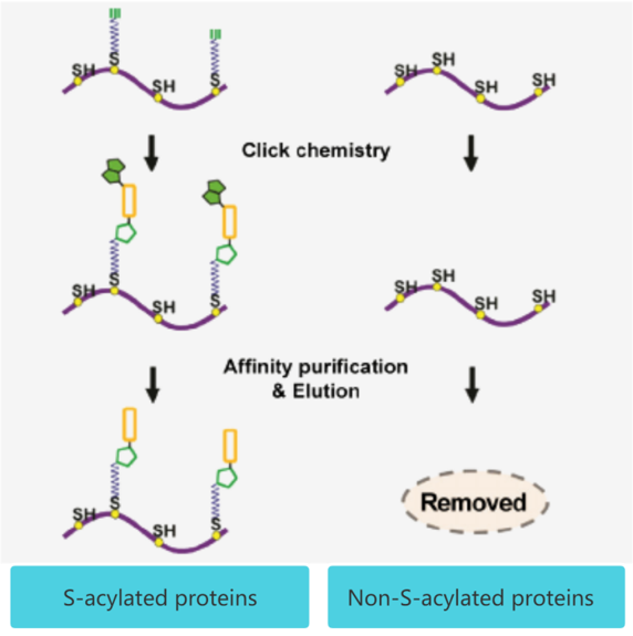 Click Chemistry